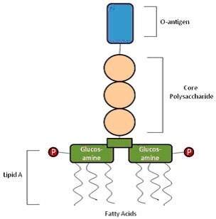 Structure and physical properties of bacterial endotoxin