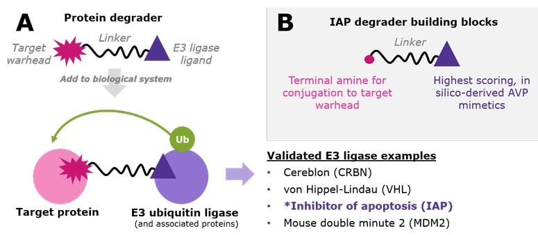 A.) Protein degraders are bifunctional small molecules that recruit a target protein to an E3 ubiquitin ligase. This proximity facilitates polyubiquitination of the target protein, resulting in its proteasomal degradation. While the list is growing, examples of validated E3 ligases used in TPD research include CRBN, VHL, IAP, and MDM2. B.)  IAP degrader building blocks incorporate three novel virtual screening leads already conjugated to varied linkers with amine-terminal chemistry.