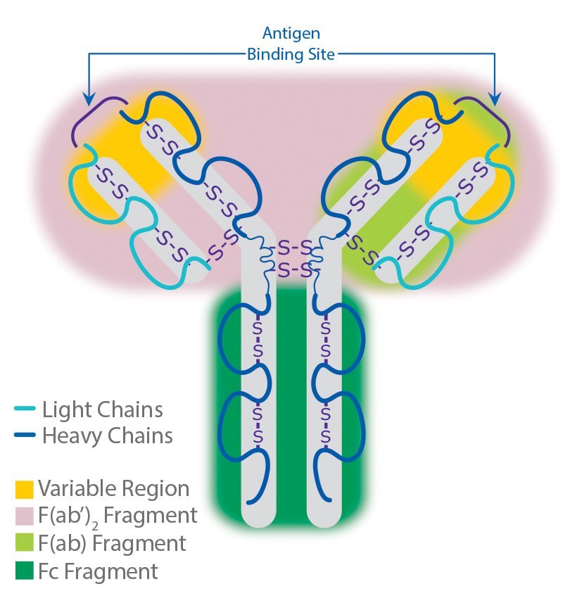 Antibody Structure