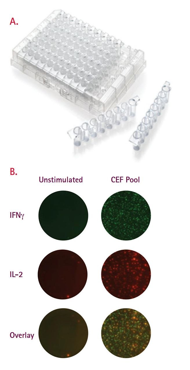 Membrane bottom