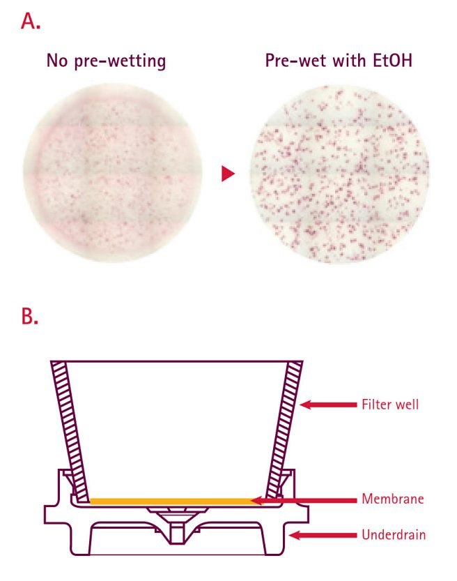 ifny-elispots-pvdf