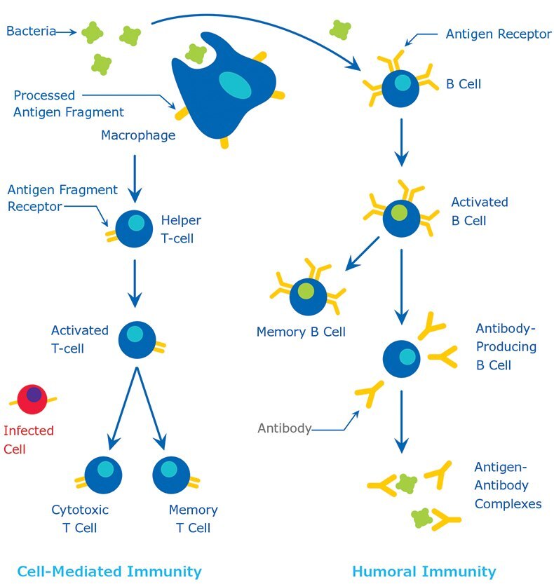 The Immune Response