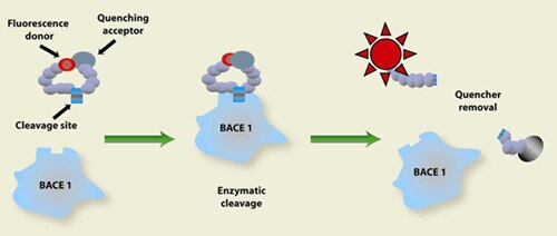 Principle of the Assay