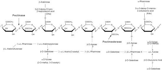 Rhamnogalacturonan II image