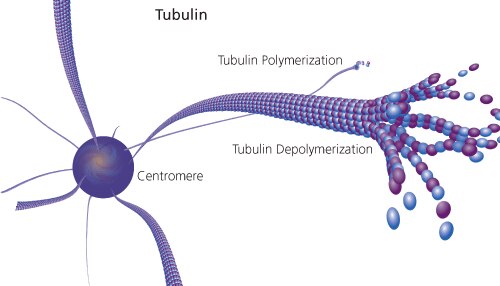 Tubulin