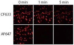 Relative photostability of CF633 and Alexa Fluor 647 (AF647) goat anti-mouse conjugates