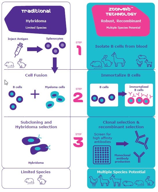 Polyclonal & monoclonal antibody technology and production