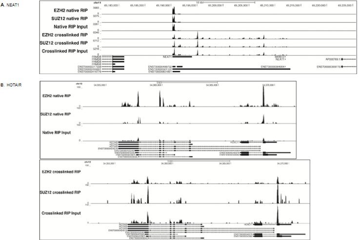 RIP-Seq analysis was performed