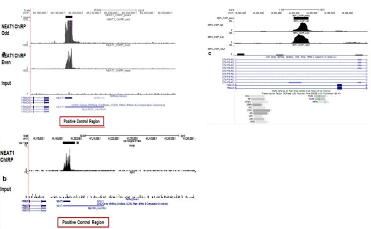 Next Generation Sequencing Analysis of DNA pull-down using Magna ChIRP kit