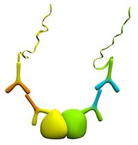 Protein-protein interactions