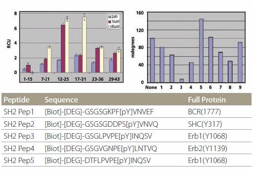 Specificity of SH2 Domain Building Specificity of SH2 domain binding. The peptides are plotted in the same order as the list on the table. Peptides designated with “C” are control peptides. The different color bars represent different protein concentrations.