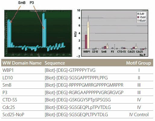 Specificity of WW Domain Binding Specificity of WW domain binding. The color bars represent different protein concentrations.