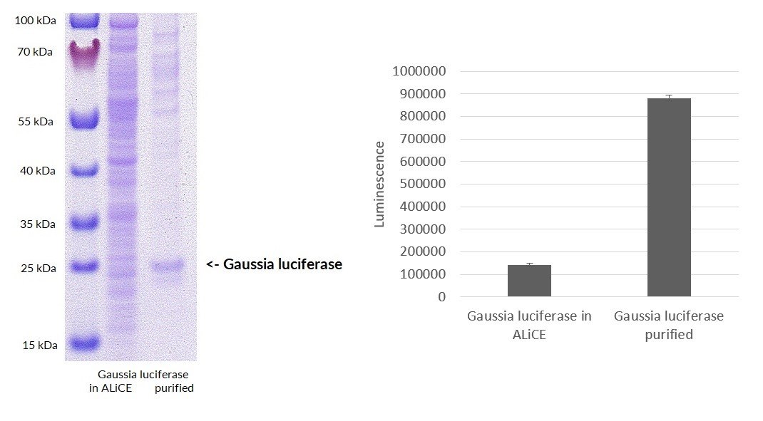 Expression of GLuc