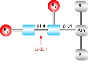 Diagram showing the cleavage site and structural requirements for Endoglycosidase H (Endo H) with high mannose N-linked glycans.