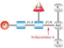 Diagram showing the cleavage site and structural requirements for PNGase A (Glycopeptidase A) from an asparagine-linked N-acetylglucosamine.