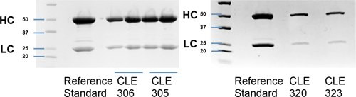 SDS-PAGE denaturing gel of purified recombinant IgG.