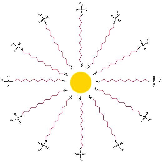 Simple illustration of a sodium dodecyl sulfate micelle