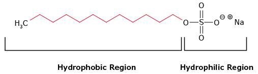 Structure of the anionic detergent sodium dodecyl sulfate (SDS)