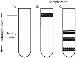 Rate-Zonal Centrifugation