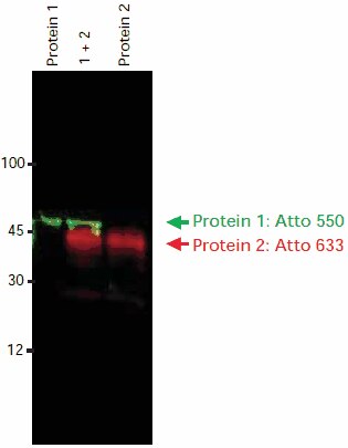 Immunoblot detection of Protein 1 and Protein 2 using two primary antibodies and two anti-IgG-Atto dye conjugates. Both secondary antibodies were developed in the same species (goat). Imaging was done sequentially using a FLA-3000 Fuji® laser scanner, first at an excitation wavelength of 532 nm with a 580 nm emission filter, then at an excitation wavelength of 633 nm with a 675 nm emission filter. The image overlay was done using a software tool. 