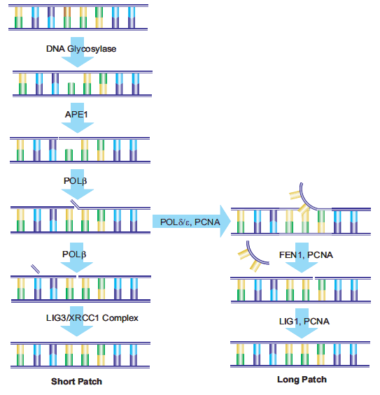 Schematic of both short-patch and long-patch BER pathways.