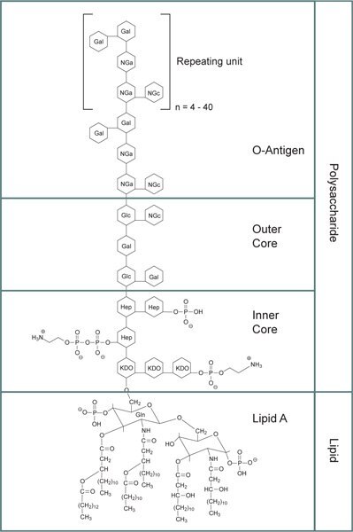 General structure for bacterial lipopolysaccharides