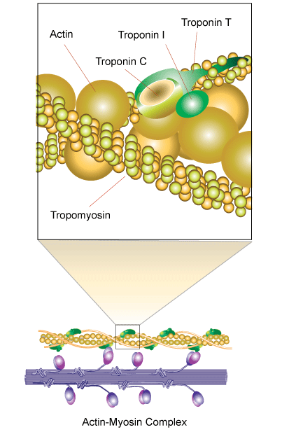 Troponin