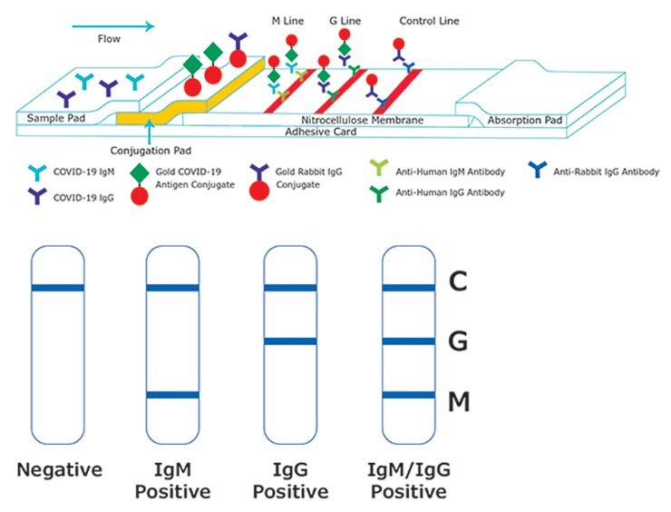 Anti-Human Antibodies for SARS-CoV-2 Immunoglobulin Detection in Serology Assays 