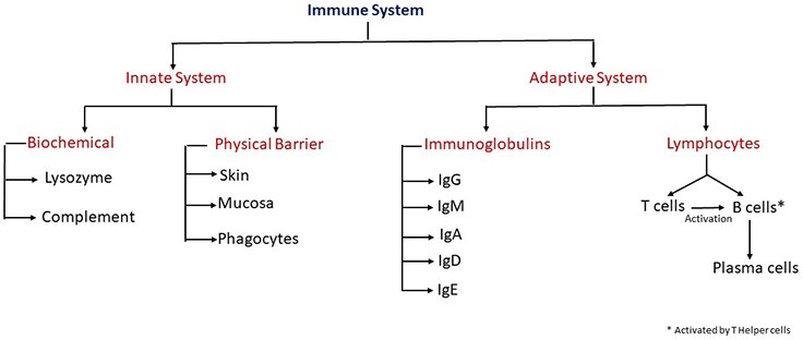 Immune System