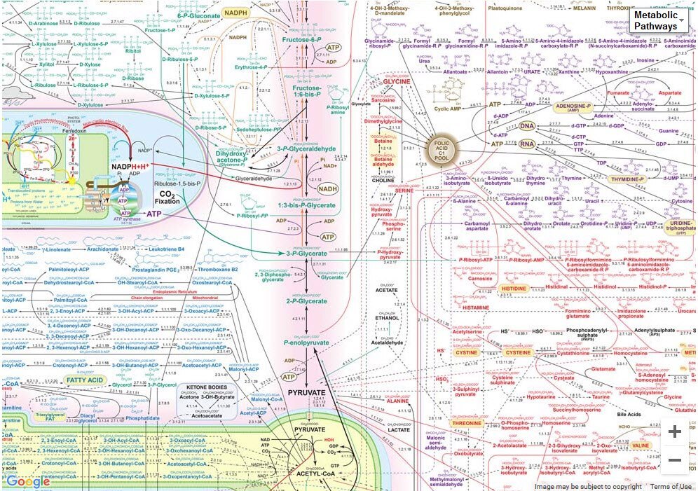 Interactive Metabolic Pathways Map