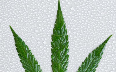 Cannabis leaf with water drops in the background