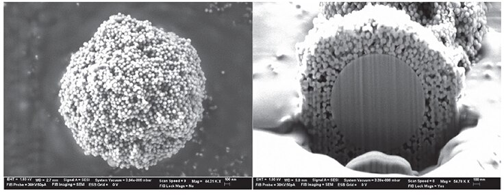 SEM image of the BIOshell™