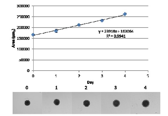 Spheroid growth of MDA-MB-231 breast cancer cells.