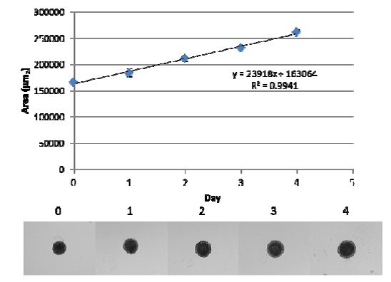 Spheroid Growth of MDA-MB-231 breast cancer cells.