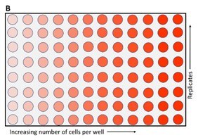 Metabolism of XTT to a water-soluble orange colored formazan salt by viable cells