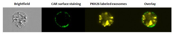 Internalization of exosomes