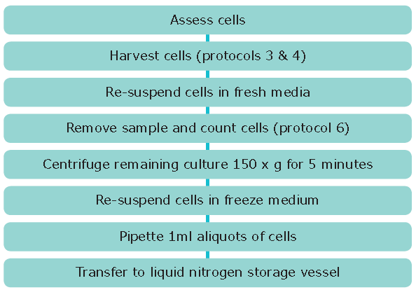 Cryopreservation of Cell Lines