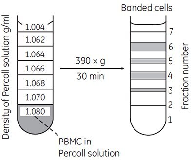 Separation of lymphocytes and monocytes by discontinuous density centrifugation in Percoll