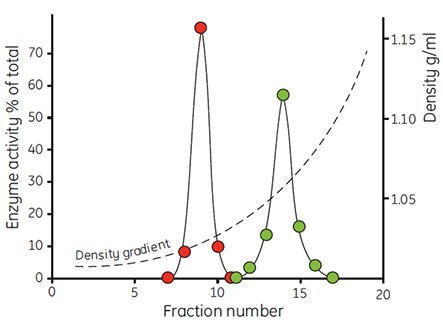 The density distribution of mitochondria