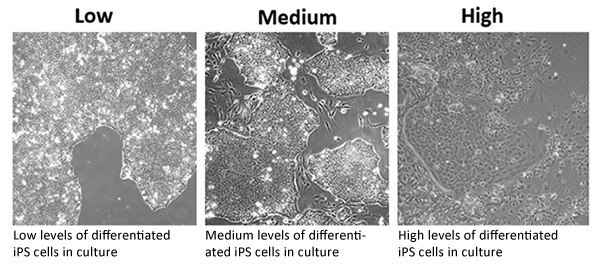 Differentiation Levels within iPSC Cultures