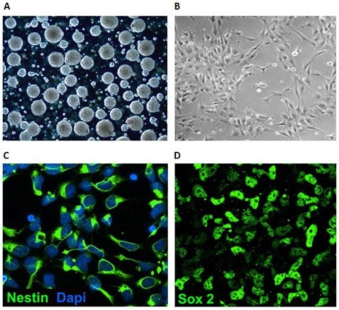 Neural stem cell culture characteristics.