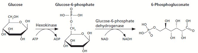 lucose (HK) assay kit Detection of glucose via hexokinase (HK)