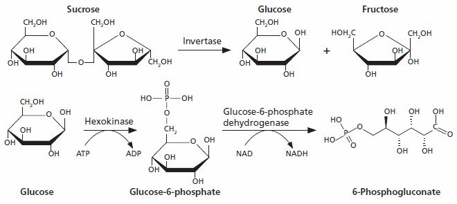 Sucrose assay kit Sucrose is hydrolysed to glucose and fructose by invertase.