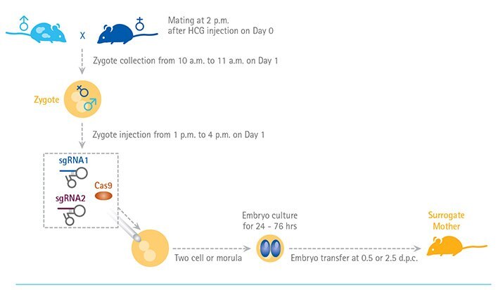 Schematic of using CRISPR/Cas9 genome editing on mouse embryos to create transgenic mice. By coinjecting Cas9 mRNA and guide RNAs multiple gene targets can be knockout at once in mouse embryos. (Adapted from Yang H, Wang H, and Jaenisch R. Nat Protoc. 2014 Aug;9(8):1956-68.)