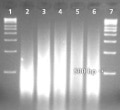 buccal-swab