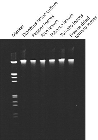 Genomic DNA from various plant species