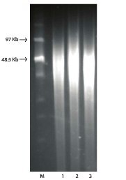 PFGE of Bacterial gDNA isolated with GenElute™ Bacterial gDNA Kit.