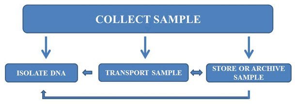 Workflow for sample collection, transport, archiving, and DNA purification.