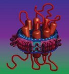 Membrane Scaffold