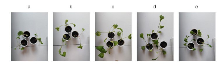  Radish seedlings 20 days after planting